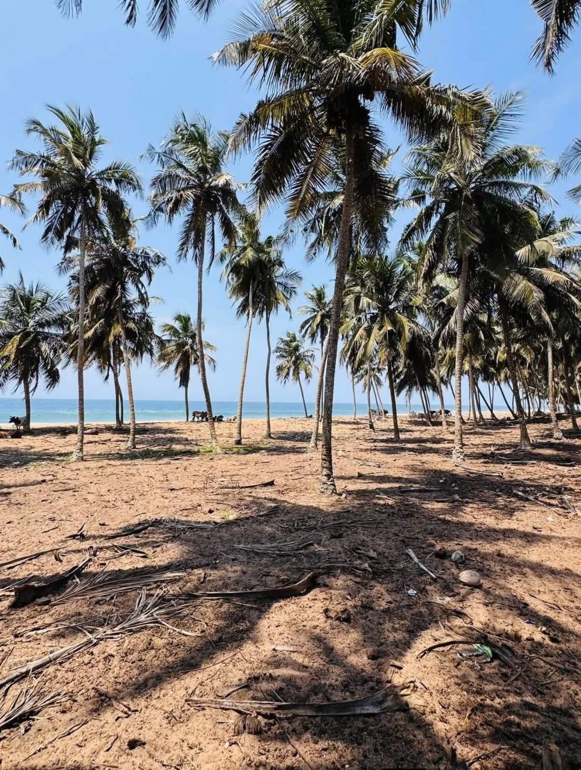 Terrain 600 m² - Bords de mer - ACD