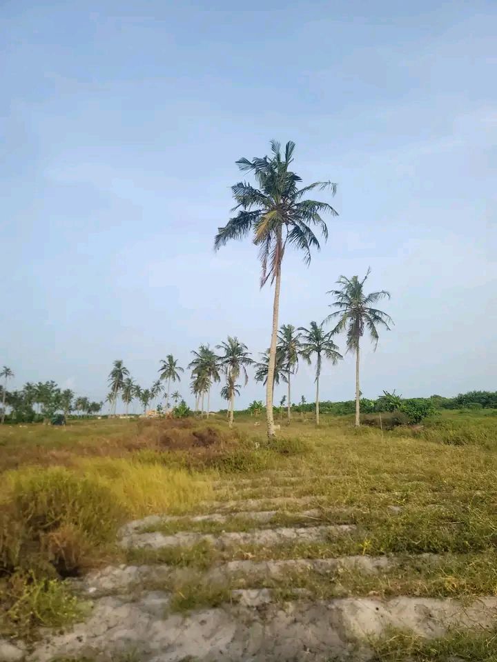 Terrain