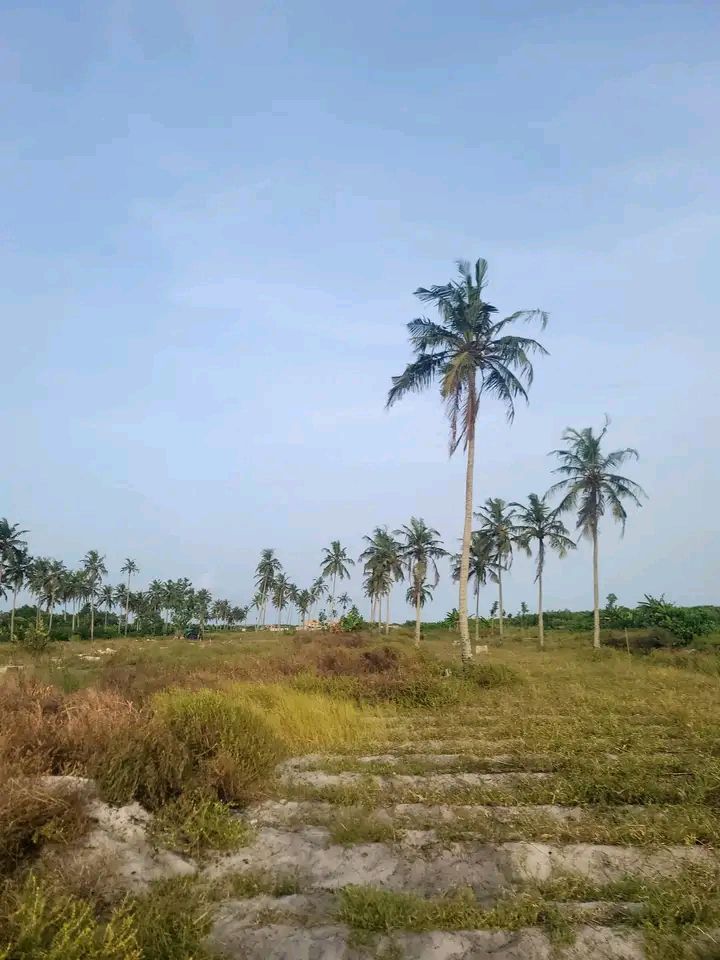 Terrain